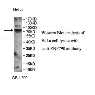 ZNF790 Antibody