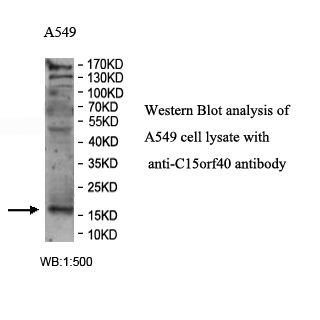 C15orf40 Antibody
