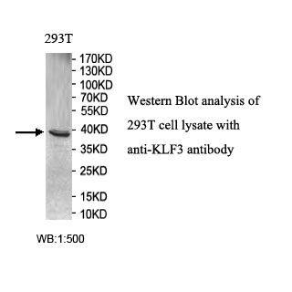 KLF3   Antibody