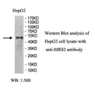 MRS2 Antibody