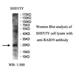 RAB39 Antibody