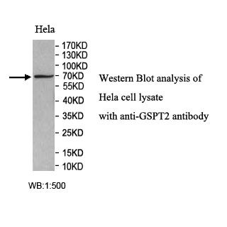 GSPT2 Antibody