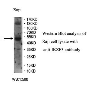 IKZF3 Antibody