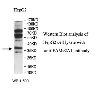 FAM92A1 Antibody