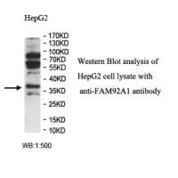 FAM92A1 Antibody