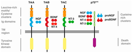 科研助力器—神经营养因子受体研究
