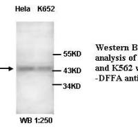DFFA Antibody