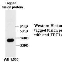 TPT1 Antibody
