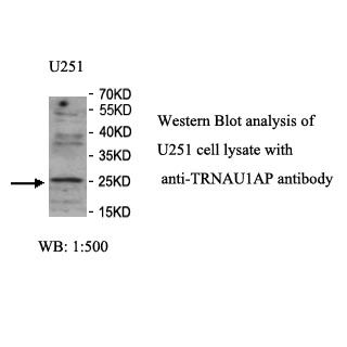 TRNAU1AP Antibody