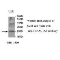 TRNAU1AP Antibody