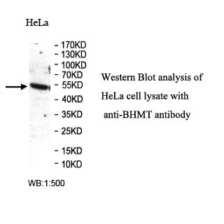 BHMT Antibody