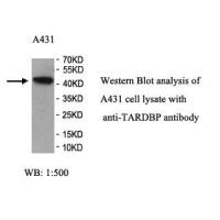 TARDBP Antibody