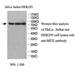 MFI2 Antibody