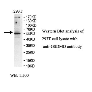 GSDMD Antibody