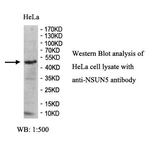 NSUN5 Antibody