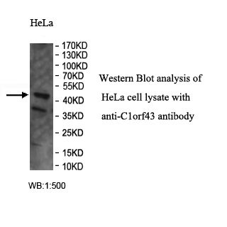 C1orf43 Antibody