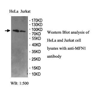 MFN1 Antibody