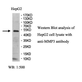 MMP3 Antibody