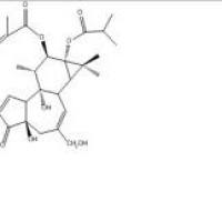 伏波酯-12-惕各酸酯-13-异丁酸酯92214-54-5包装