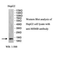 MSMB Antibody