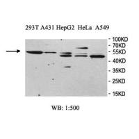 HNRNPH1 Antibody