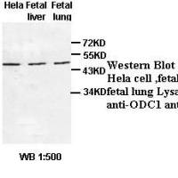 ODC1 Antibody