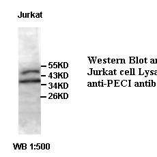 PECI Antibody
