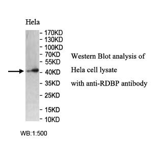 RDBP Antibody