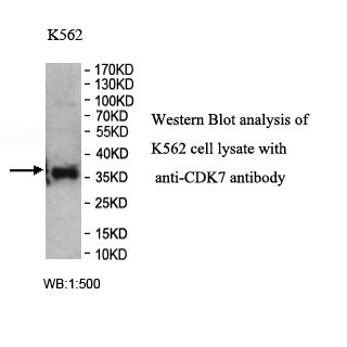 CDK7 Antibody