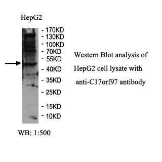 C17orf97 Antibody