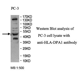 HLA-DPA1 Antibody