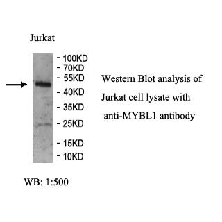 MYBL1 Antibody