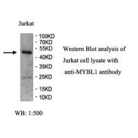 MYBL1 Antibody