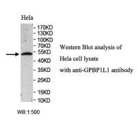 GPBP1L1 Antibody