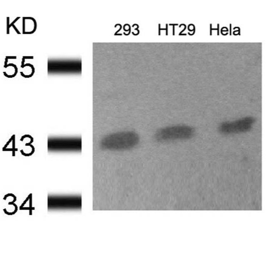 CREB(Ab-133) Antibody