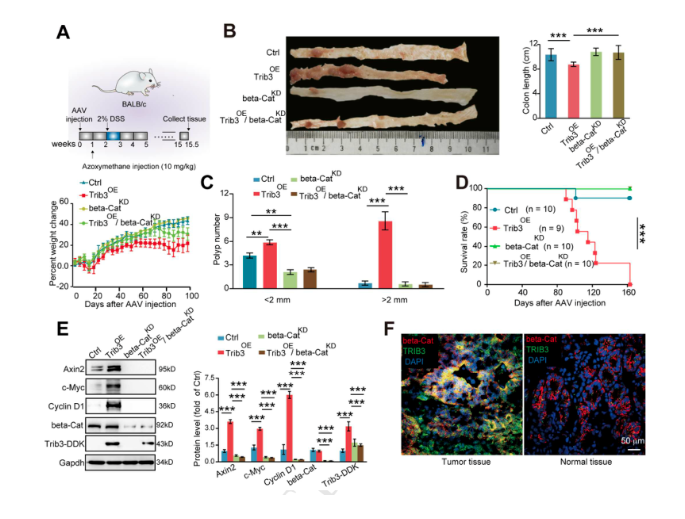 体内+体外基因调控，高分paper手到擒来