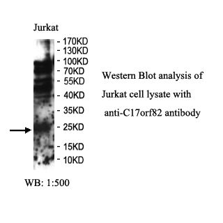 C17orf82 Antibody