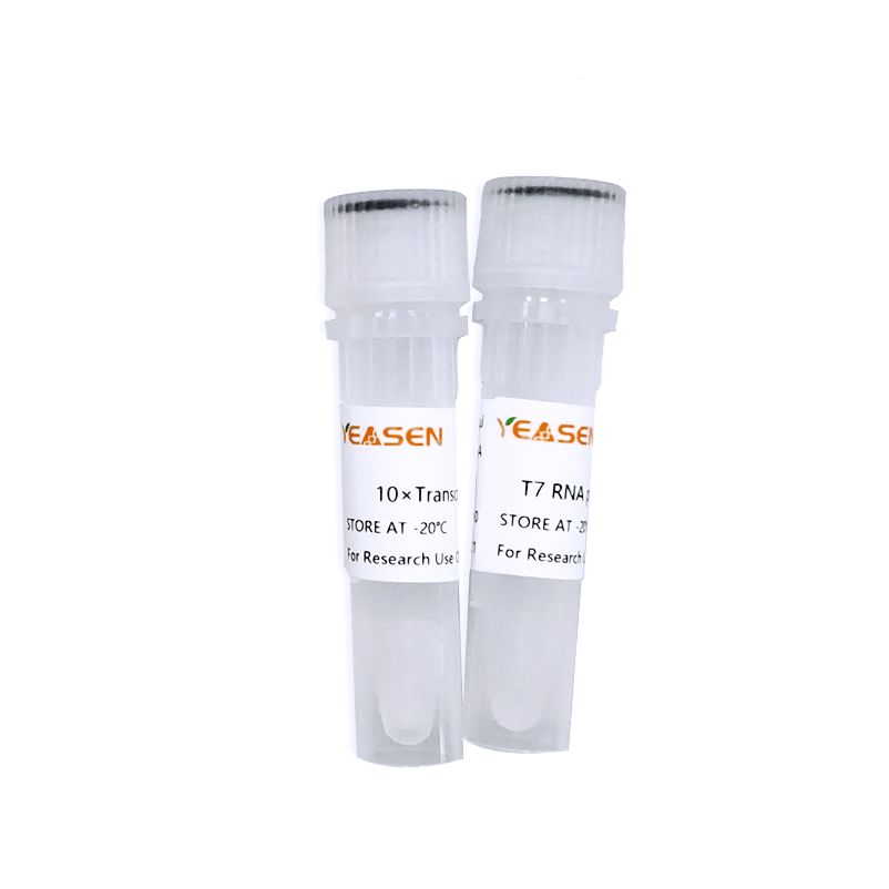 T7 RNA polymerase T7 RNA聚合酶(1 KU/μL)