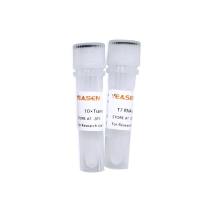 T7 RNA polymerase T7 RNA聚合酶(1 KU/μL)