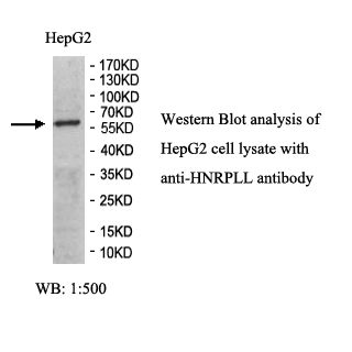 HNRPLL Antibody