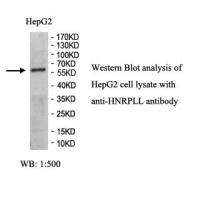 HNRPLL Antibody