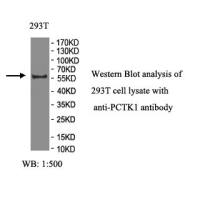 PCTK1 Antibody