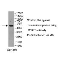 MYOT Antibody