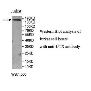 UTX Antibody