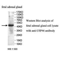 USP46 Antibody