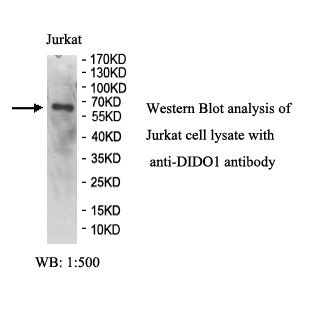 DIDO1 Antibody