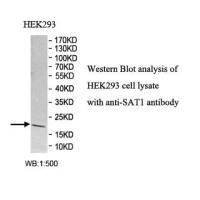 SAT1 Antibody