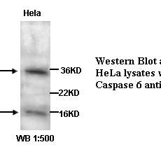 Caspase 6 Antibody