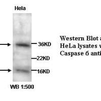 Caspase 6 Antibody