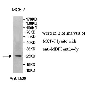 MDFI Antibody